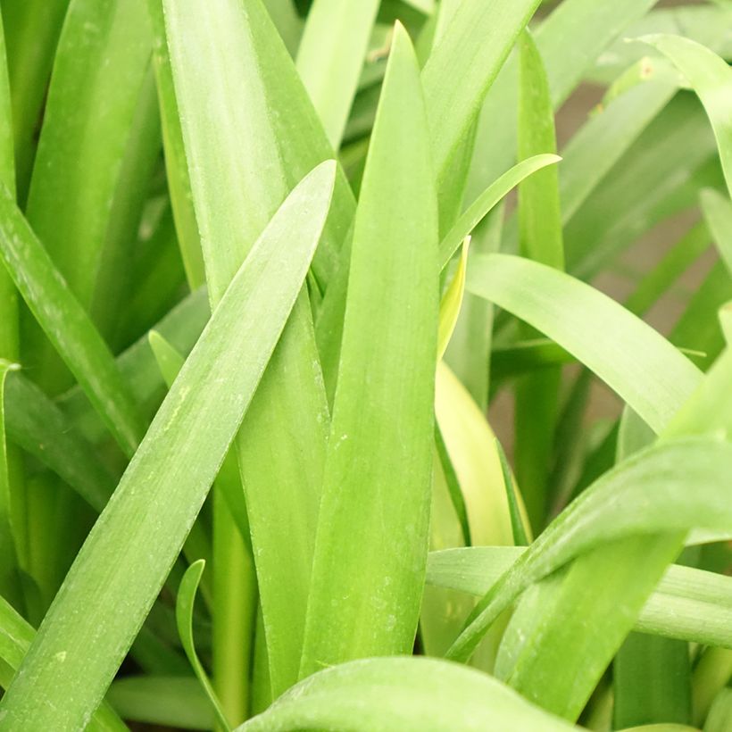 Agapanthus Three Sisters Mix - Schmucklilie (Foliage)