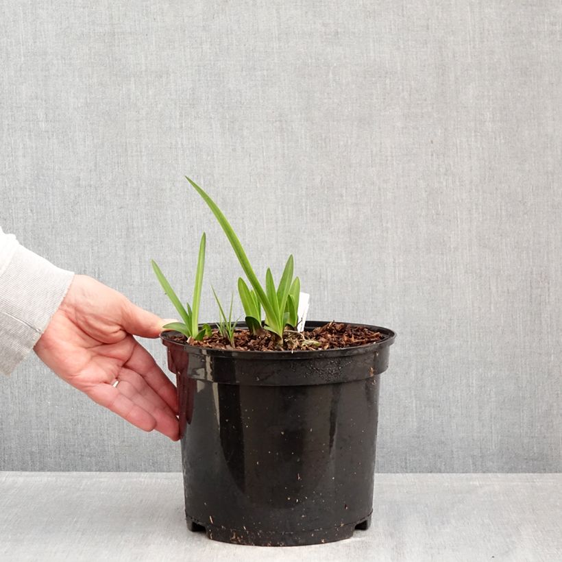 Exemplar von Agapanthus inapertus Intermedius - Schmucklilie Topf mit 4L/5L wie im Winter geliefert