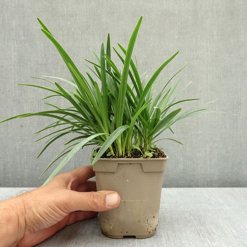 Exemplar von Agapanthus Lapis Lazuli - Schmucklilie Topf mit 1L/1,5L wie im Sommer geliefert