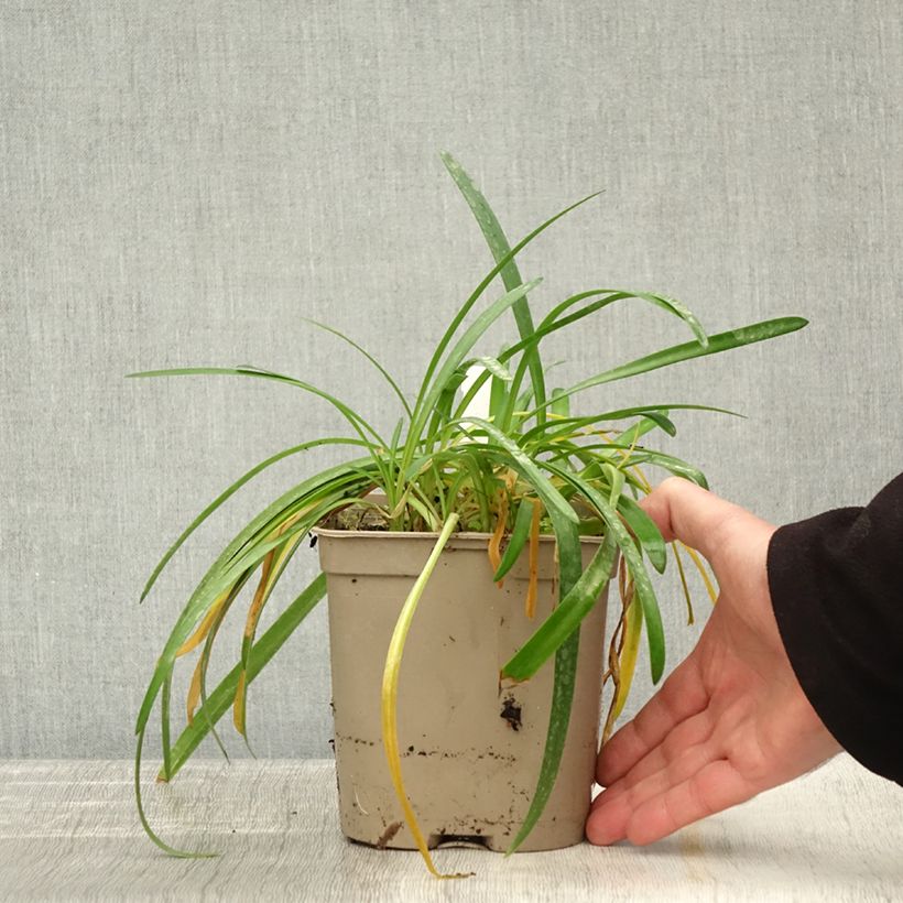 Example of Agapanthus Lapis Lazuli - Schmucklilie Topf mit 2L/3L as you get in automne