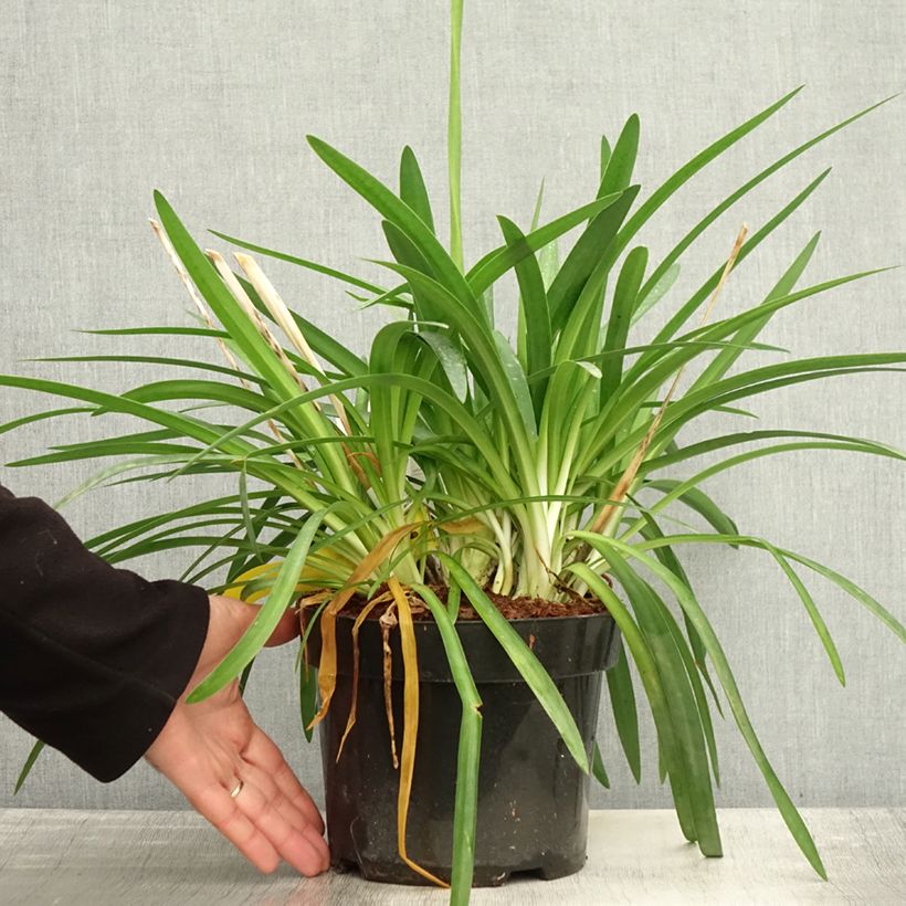 Example of Agapanthus Mi Casa - Schmucklilie Topf mit 3L/4L as you get in automne