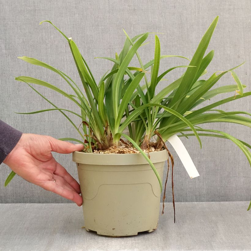 Exemplar von Agapanthe Midnight Sky - Schmucklilie Topf mit 3L/4L wie im Herbst geliefert