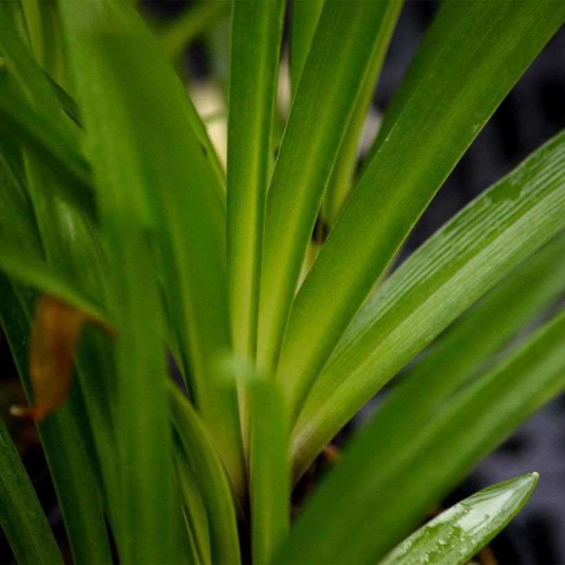 Agapanthus Hybride Headbourne Blue - Schmucklilie (Foliage)