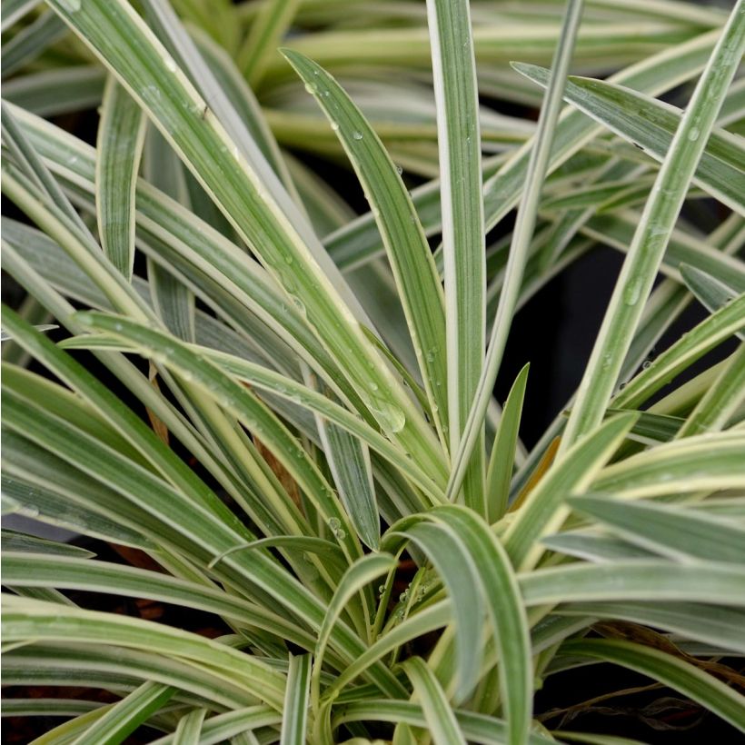 Agapanthus Tinkerbell - Schmucklilie (Foliage)