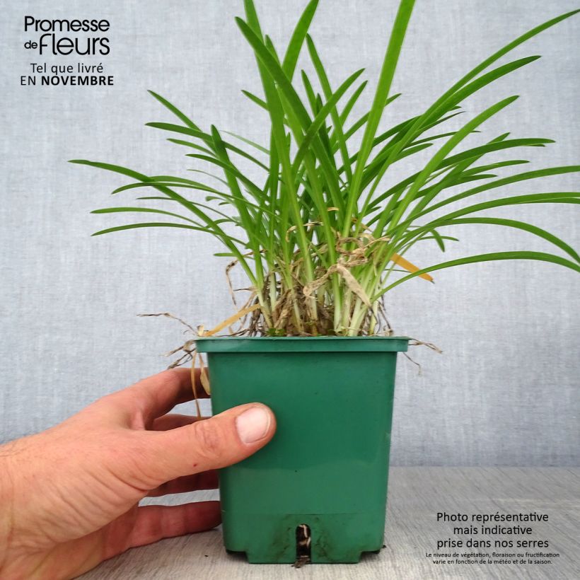 Example of Agapanthus Peter Pan - Schmucklilie Topf mit 1L/1,5L as you get in automne