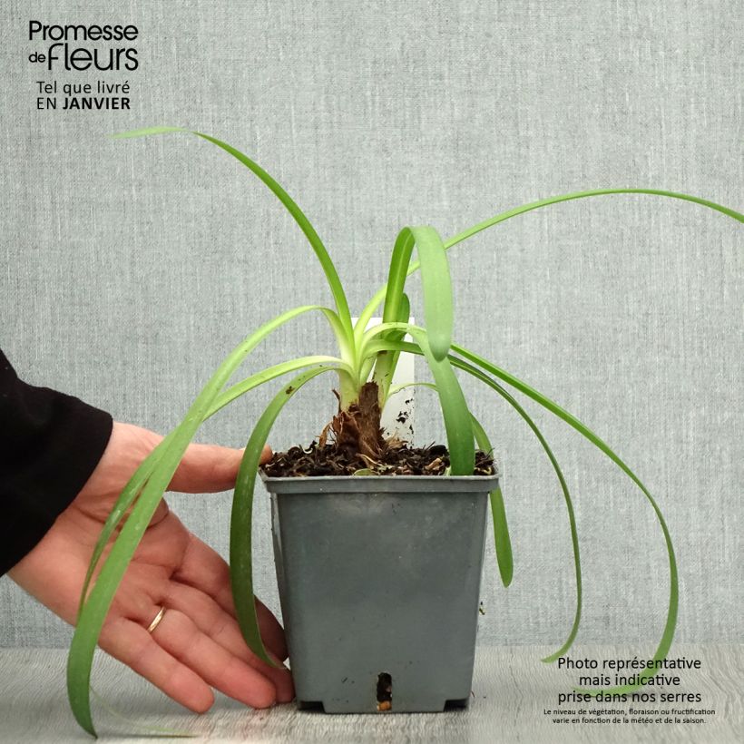 Exemplar von Agapanthus Phantom - Schmucklilie Topf mit 1L/1,5L wie im Winter geliefert