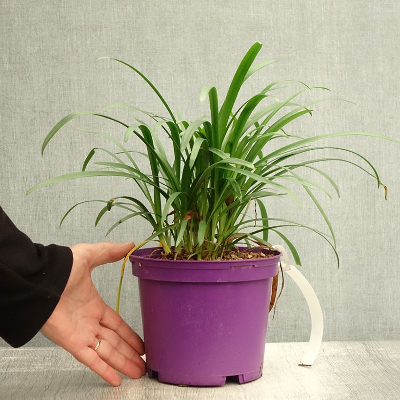 Example of Agapanthus Pitchoune Violet - Schmucklilie Topf mit 3L/4L as you get in automne
