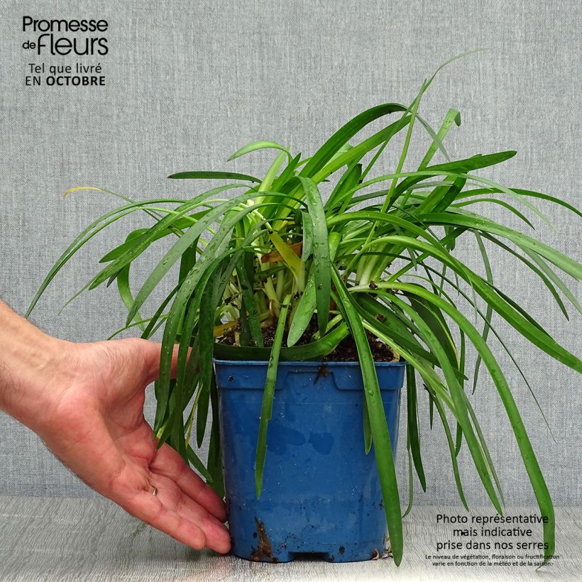 Example of Agapanthus Pitchoune White - Schmucklilie Topf mit 2L/3L as you get in automne