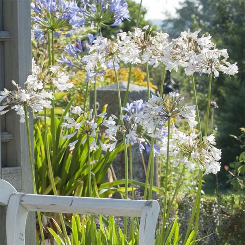 Agapanthus Polar Ice - Schmucklilie (Flowering)