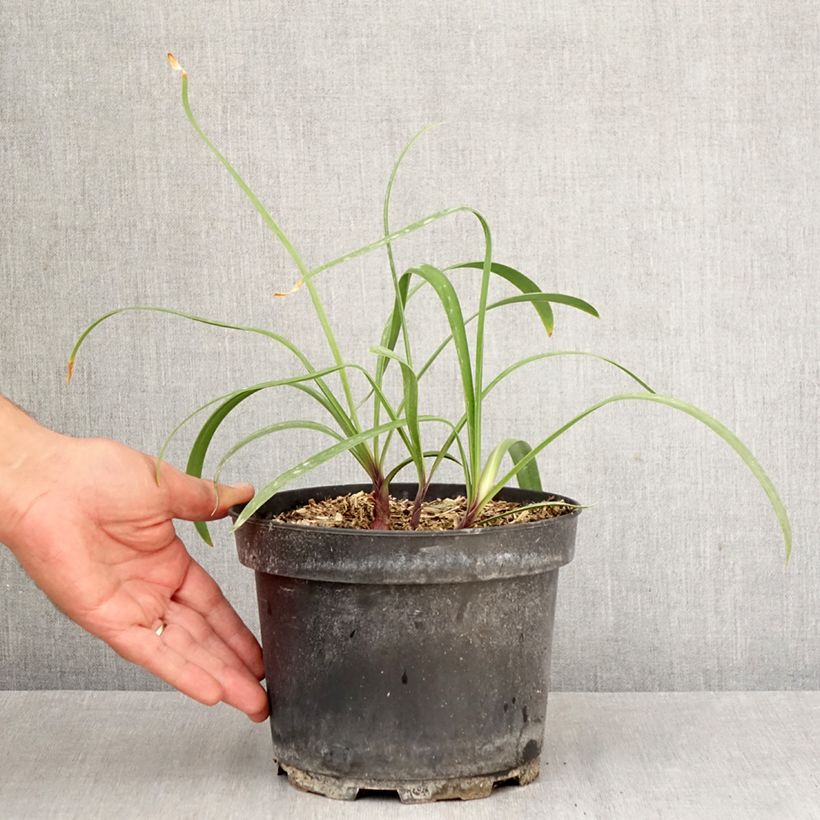 Exemplar von Agapanthus Polar Ice - Schmucklilie Topf mit 2L/3L wie im Herbst geliefert