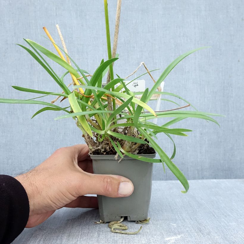 Exemplar von Agapanthus (x) praeco Sofie - Schmucklilie Kleine Töpfe von 8/9 cm wie im Herbst geliefert