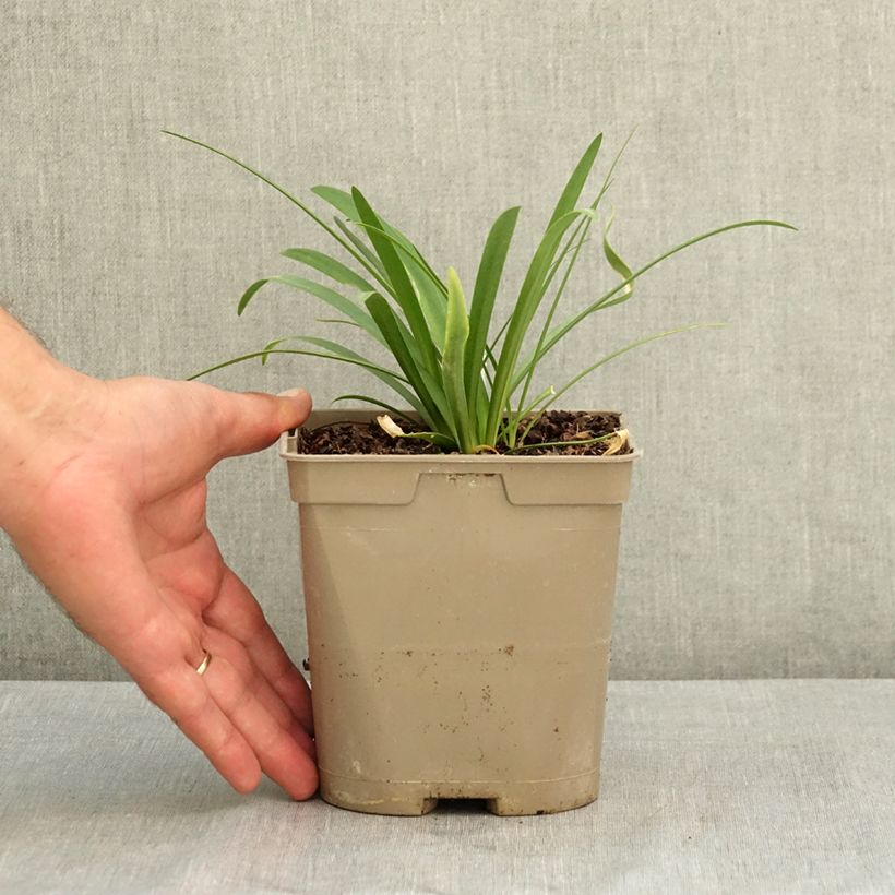 Exemplar von Agapanthus (x) praeco Sofie - Schmucklilie Topf mit 2L/3L wie im Sommer geliefert