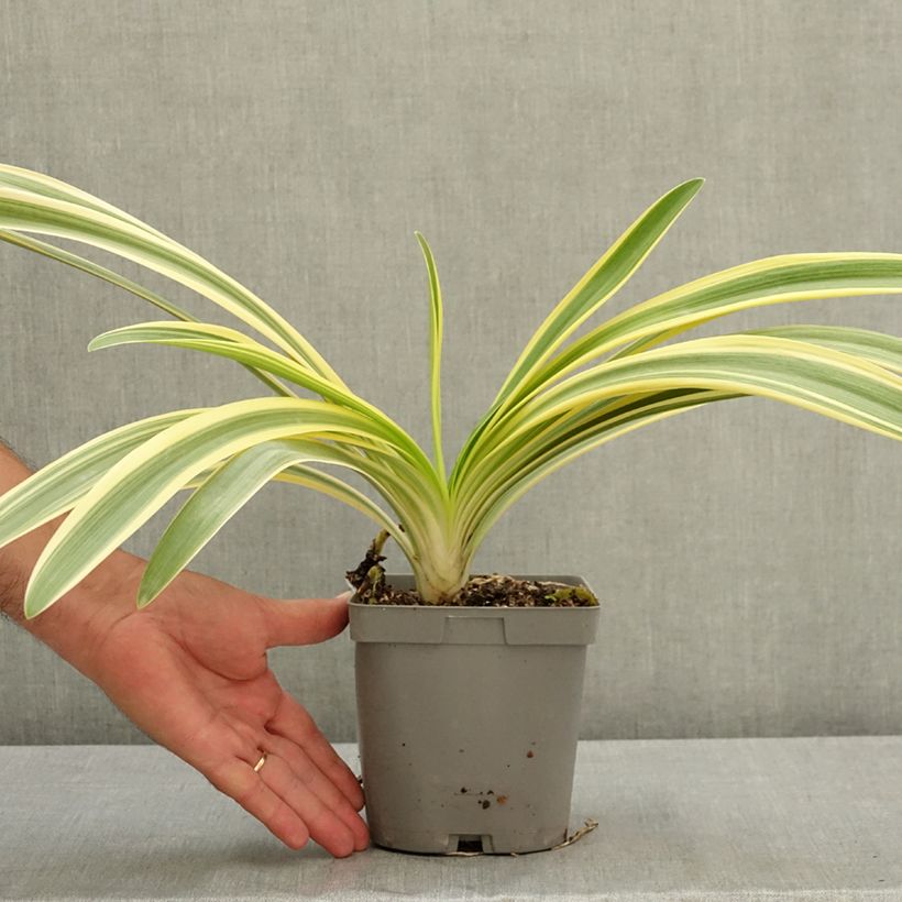 Exemplar von Agapanthus praecox Zambezi - Schmucklilie Topf mit 2L/3L wie im Sommer geliefert