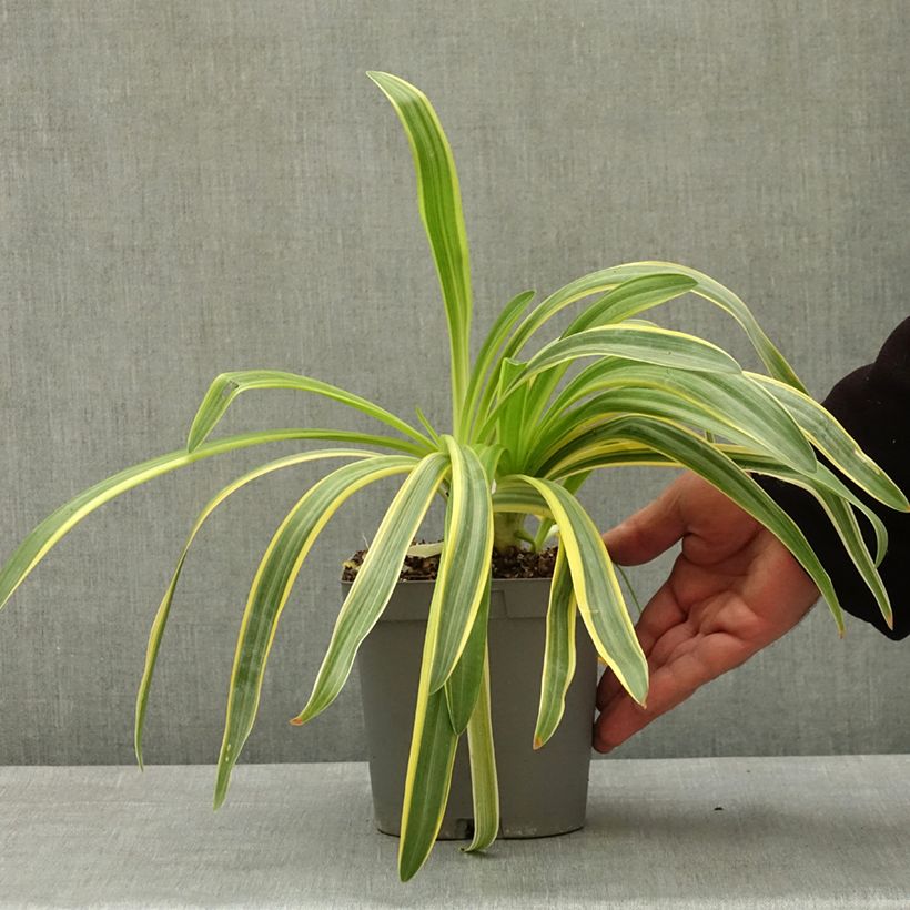 Exemplar von Agapanthus praecox Zambezi - Schmucklilie Topf mit 2L/3L wie im Frühjahr geliefert