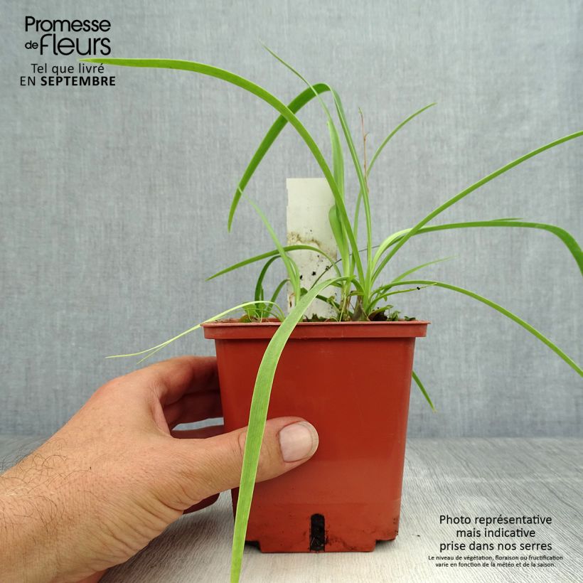 Example of Agapanthus Purple Cloud - Schmucklilie Topf mit 1L/1,5L as you get in automne