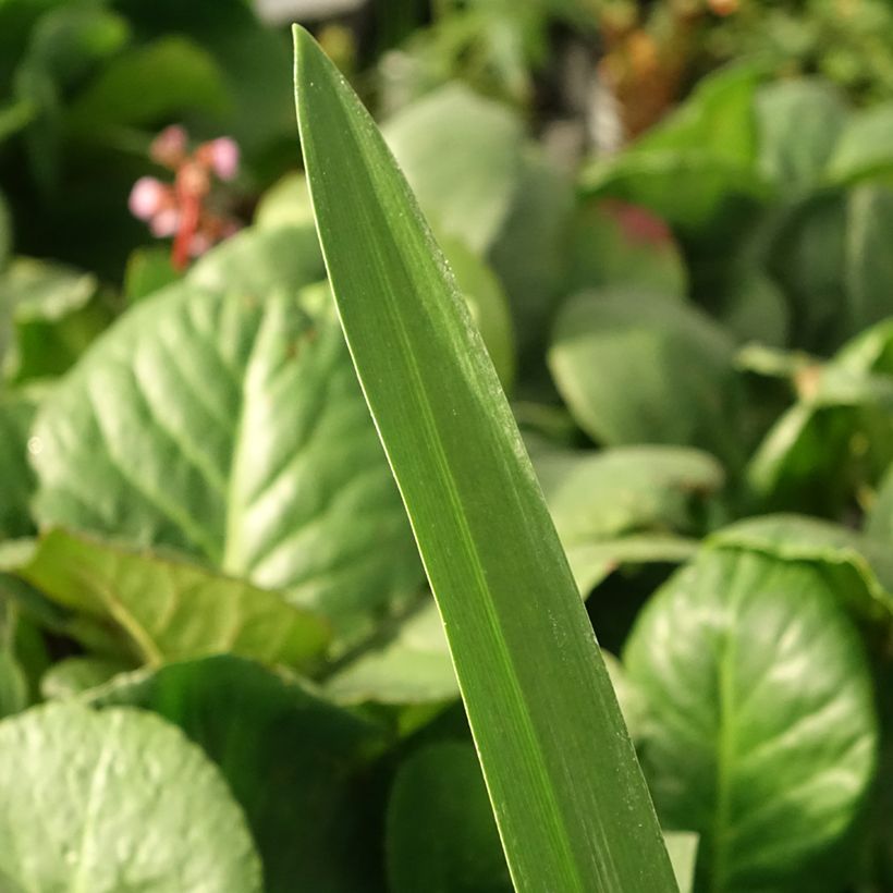 Agapanthus Purple Heart - Schmucklilie (Foliage)