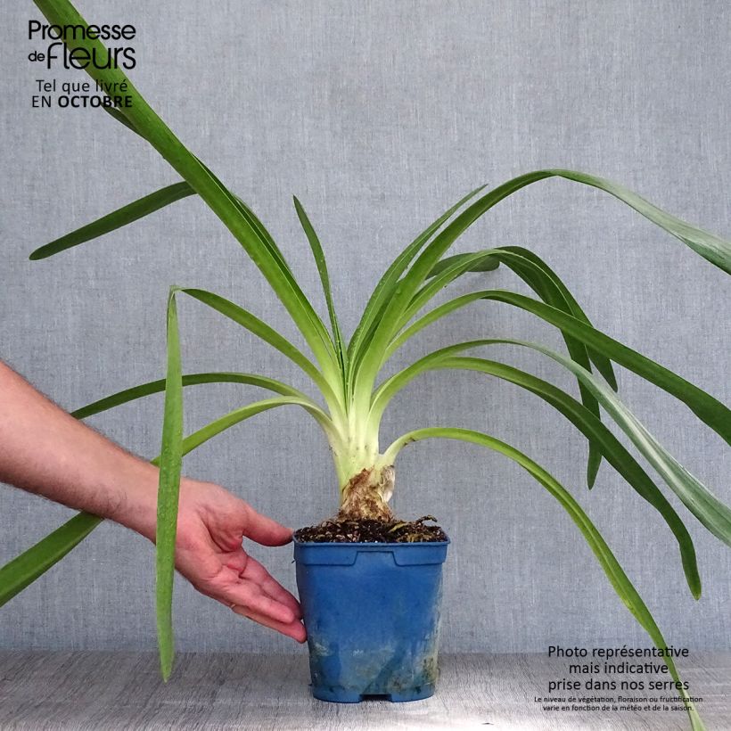 Example of Agapanthus Queen Mum - Schmucklilie Topf mit 2L/3L as you get in automne