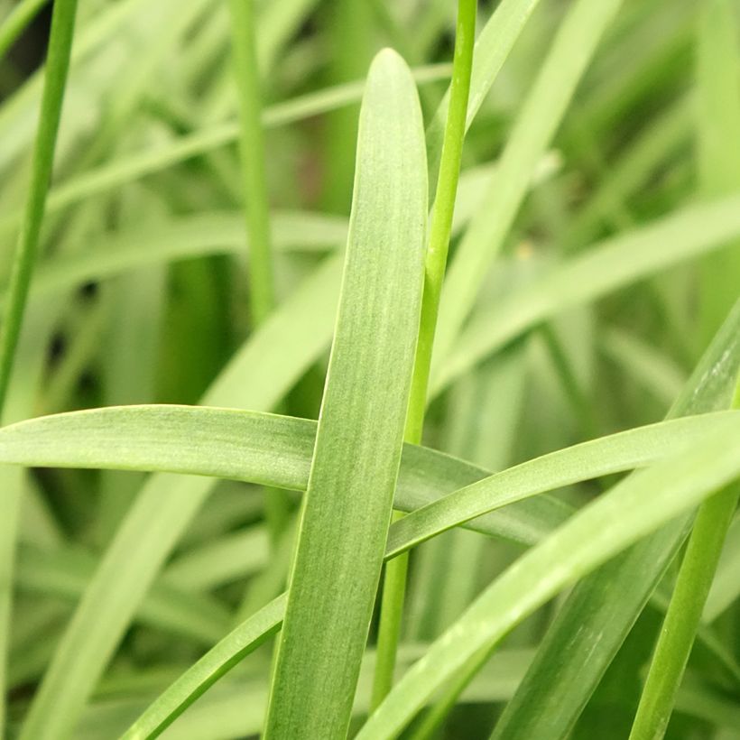 Agapanthus Silver Baby - Schmucklilie (Foliage)