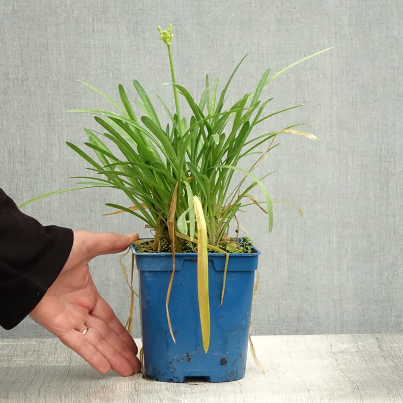 Example of Agapanthus Silver Baby - Schmucklilie Topf mit 2L/3L as you get in automne