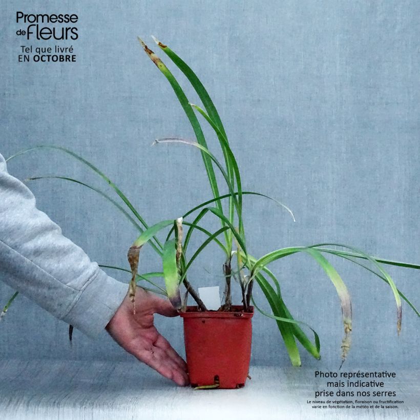 Example of Agapanthus Stars and Stripes - Schmucklilie Topf mit 1L/1,5L as you get in automne