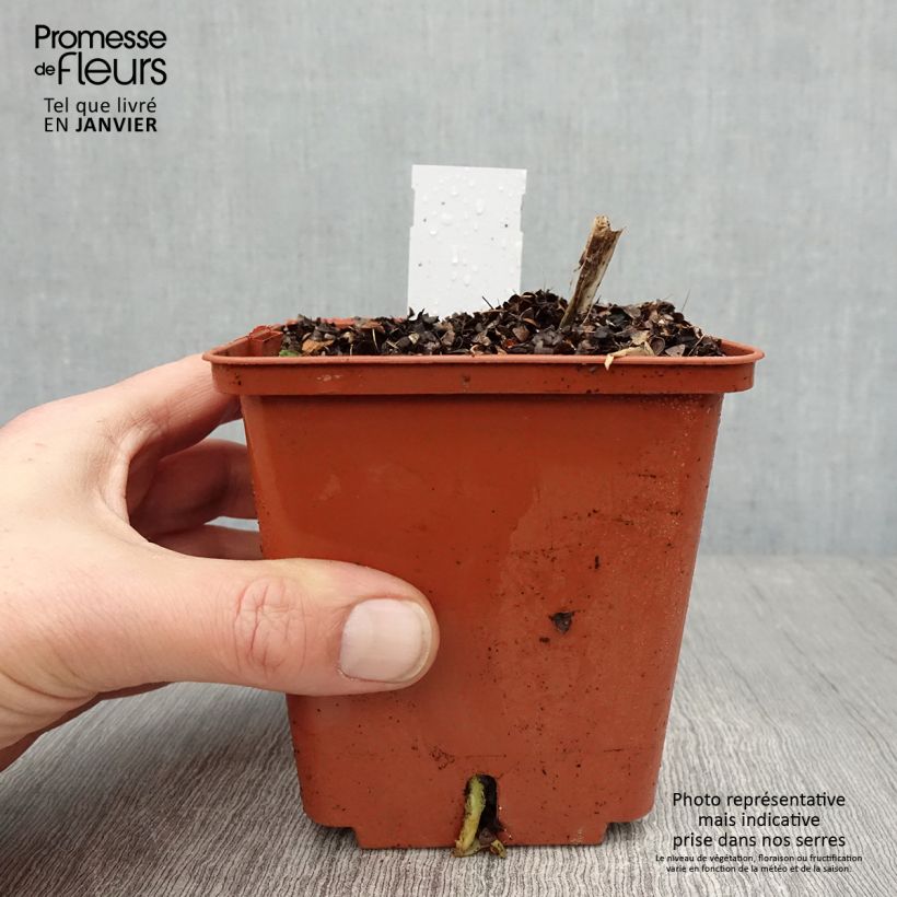 Exemplar von Agapanthus Stars and Stripes - Schmucklilie Topf mit 1L/1,5L wie im Winter geliefert