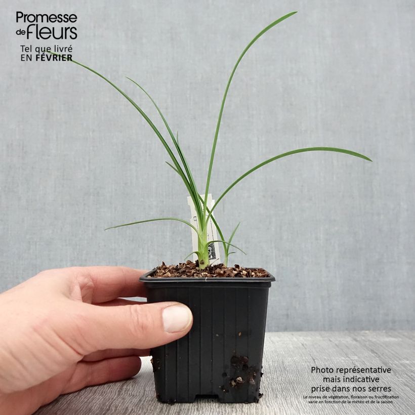 Example of Agapanthus Strawberry Ice - Schmucklilie Kleine Töpfe von 8/9 cm as you get in hiver