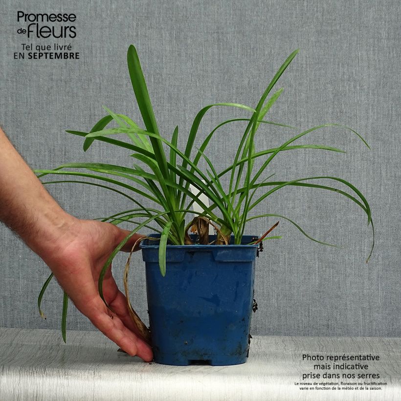 Example of Agapanthus Strawberry Ice - Schmucklilie Topf mit 2L/3L as you get in automne