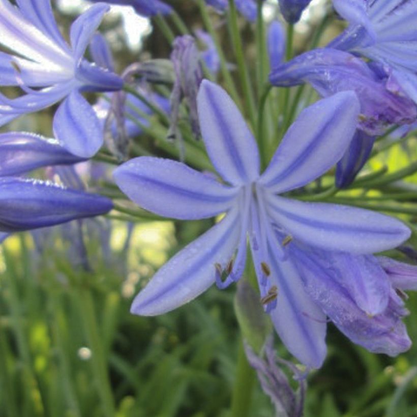 Agapanthus Sunfield - Schmucklilie (Flowering)
