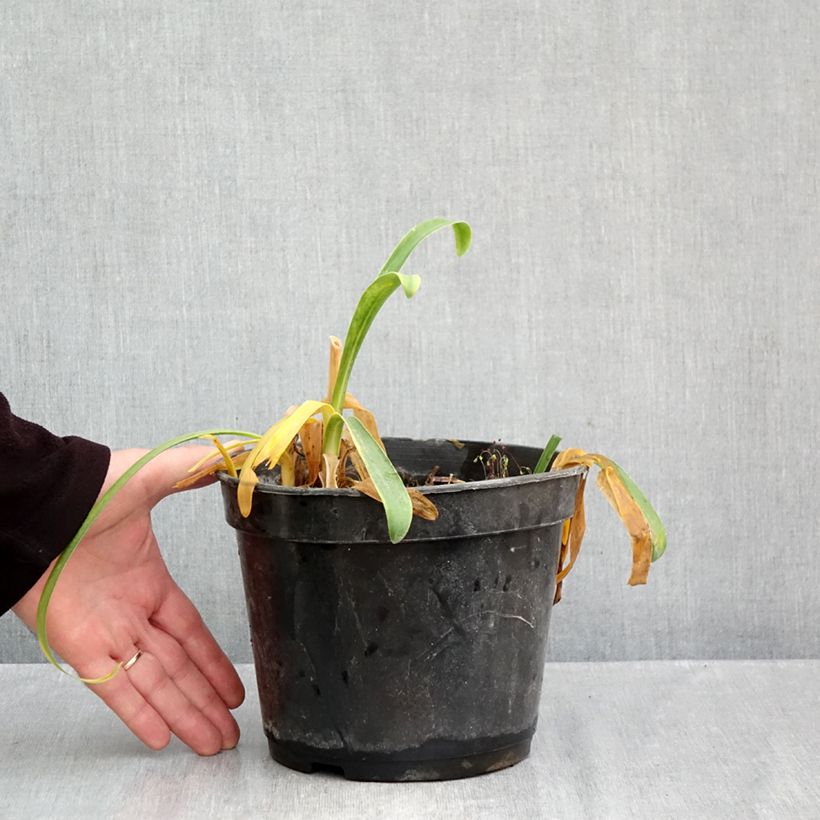 Exemplar von Agapanthus Sunfield - Schmucklilie Topf mit 2L/3L wie im Herbst geliefert