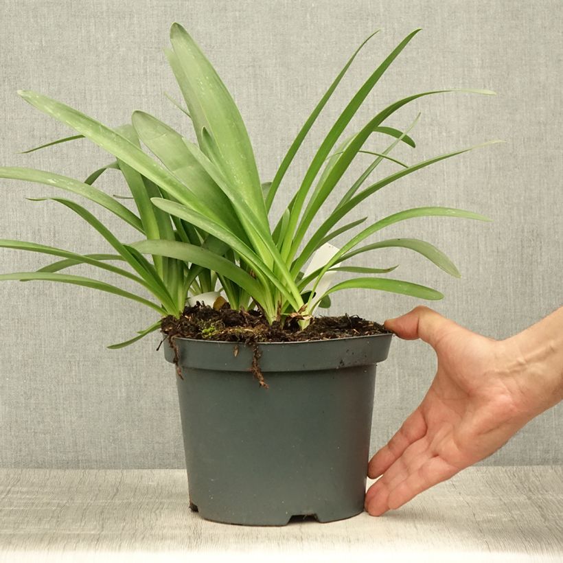 Example of Agapanthus Sunfield - Schmucklilie Topf mit 2L/3L as you get in ete