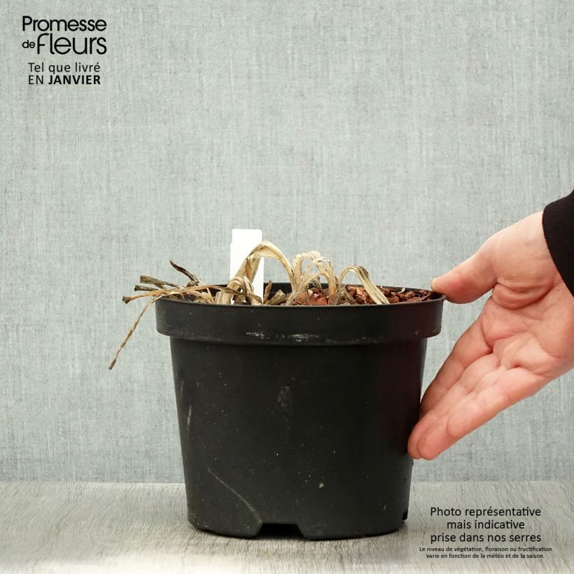 Exemplar von Agapanthus Sunfield - Schmucklilie Topf mit 2L/3L wie im Winter geliefert