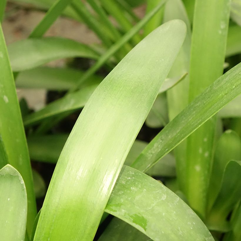 Agapanthus Sunfield - Schmucklilie (Foliage)
