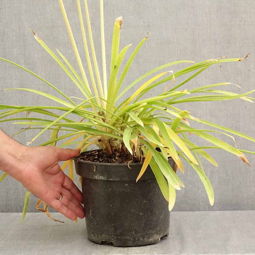 Exemplar von Agapanthus Sunfield - Schmucklilie Topf mit 4L/5L wie im Herbst geliefert