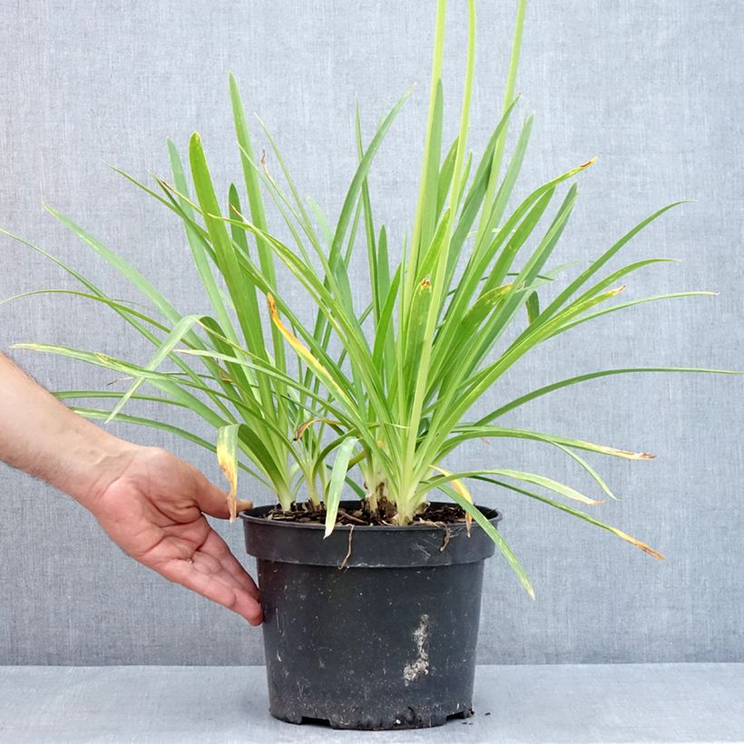 Example of Agapanthus Sunfield - Schmucklilie Topf mit 4L/5L as you get in ete