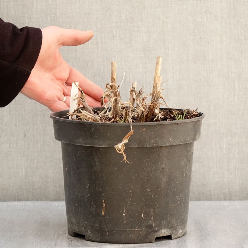 Exemplar von Agapanthus Sunfield - Schmucklilie Topf mit 4L/5L wie im Winter geliefert