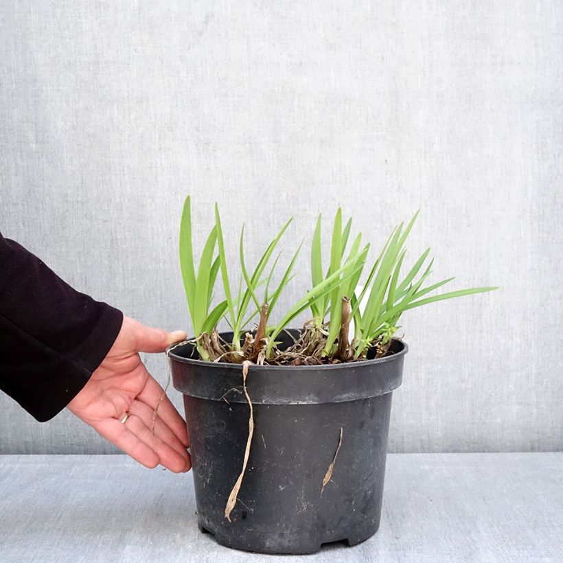 Exemplar von Agapanthus Sunfield - Schmucklilie Topf mit 4L/5L wie im Frühjahr geliefert