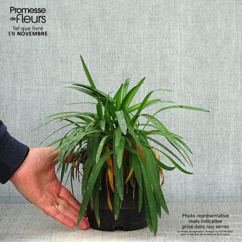 Example of Agapanthus Thumbelina - Schmucklilie Topf mit 2L/3L as you get in automne