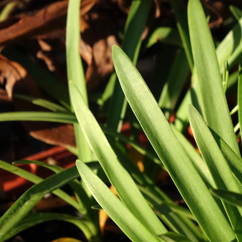 Agapanthus Tom Thumb - Schmucklilie (Foliage)