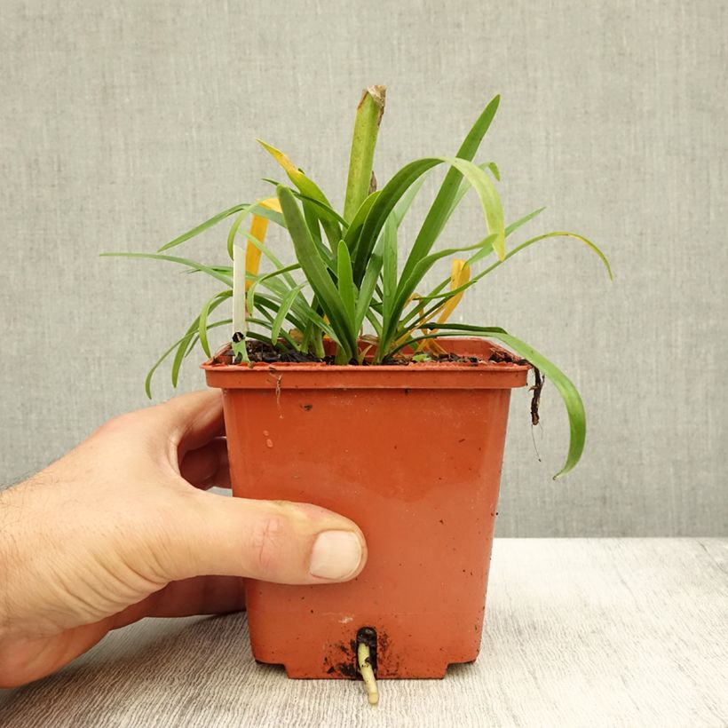 Example of Agapanthus Tom Thumb - Schmucklilie Topf mit 1L/1,5L as you get in automne