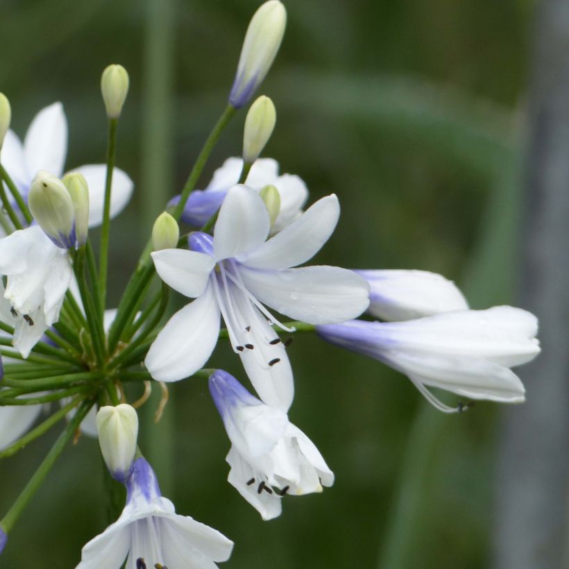 Agapanthus Twister - Schmucklilie (Flowering)