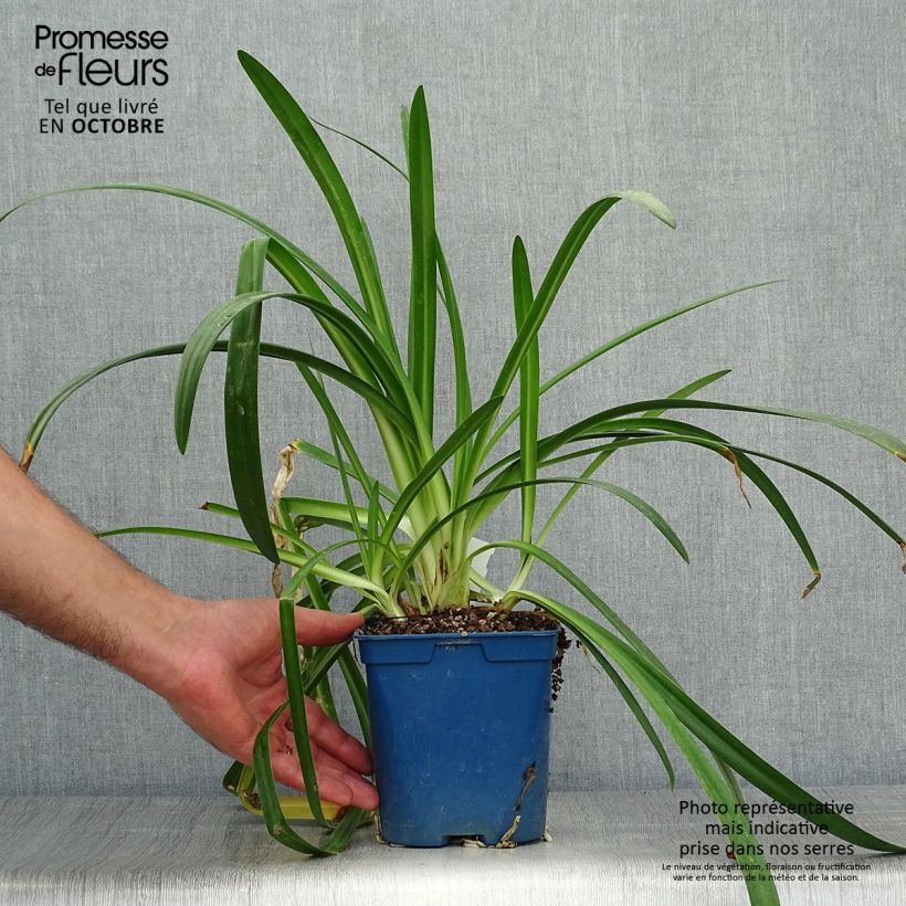 Example of Agapanthus Twister - Schmucklilie Topf mit 1,5L/2L as you get in automne