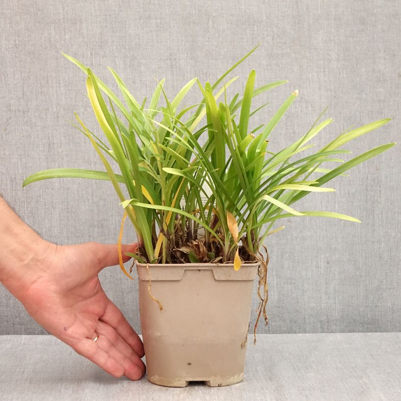 Exemplar von Agapanthus Vallée de la Loire - Schmucklilie Topf mit 2L/3L wie im Herbst geliefert