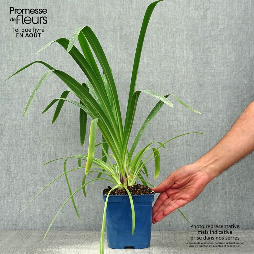 Example of Agapanthus Vallée de la Loire - Schmucklilie Topf mit 2L/3L as you get in ete