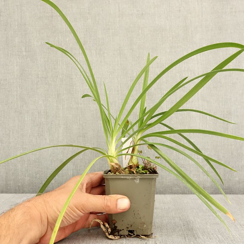 Exemplar von Agapanthus Vallée de la Sarthe - Schmucklilie Kleine Töpfe von 8/9 cm wie im Sommer geliefert