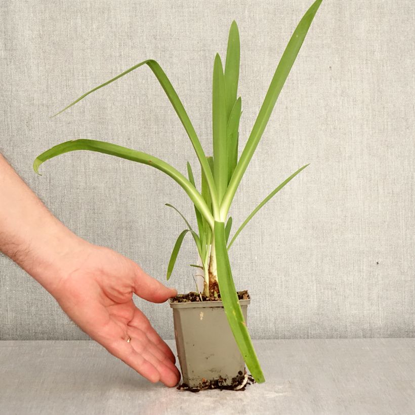 Exemplar von Agapanthus Vallée de la Sarthe - Schmucklilie Kleine Töpfe von 8/9 cm wie im Frühjahr geliefert