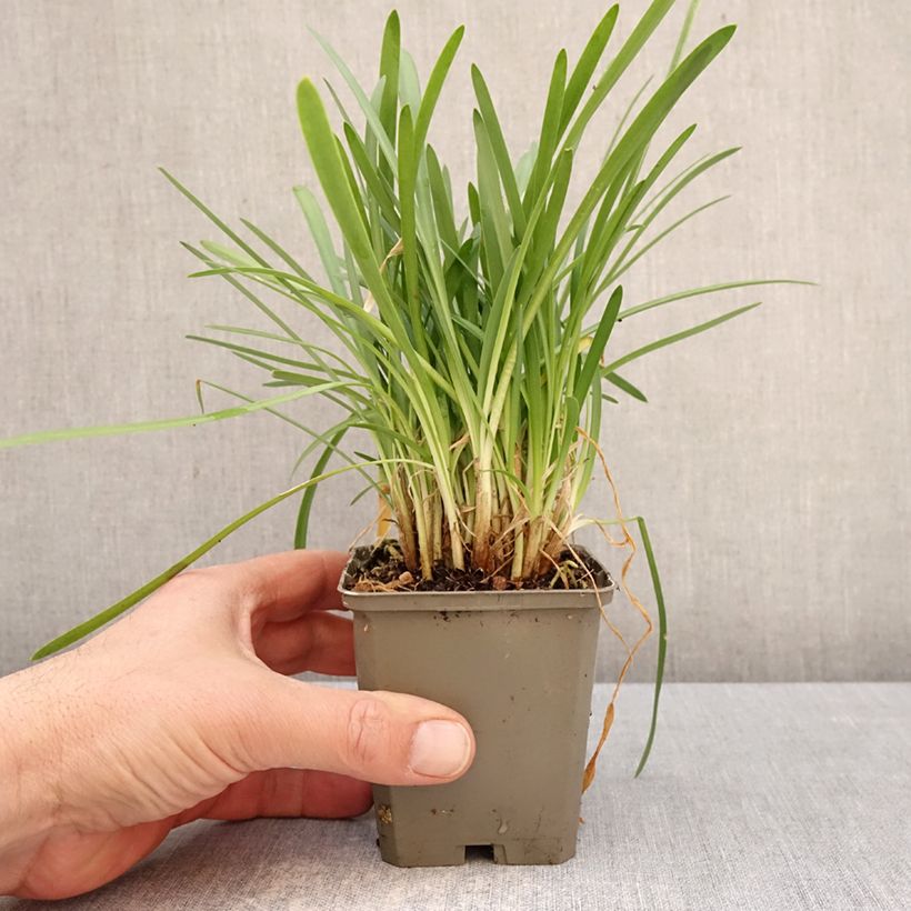 Exemplar von Agapanthus White Baby - Schmucklilie Kleine Töpfe von 8/9 cm wie im Frühjahr geliefert