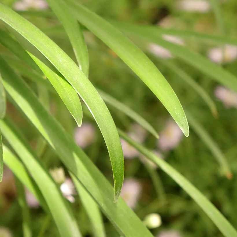 Agapanthus White Baby - Schmucklilie (Foliage)