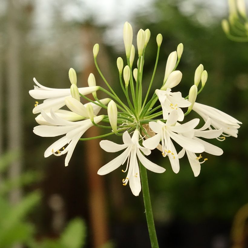 Agapanthus White Baby - Schmucklilie (Flowering)