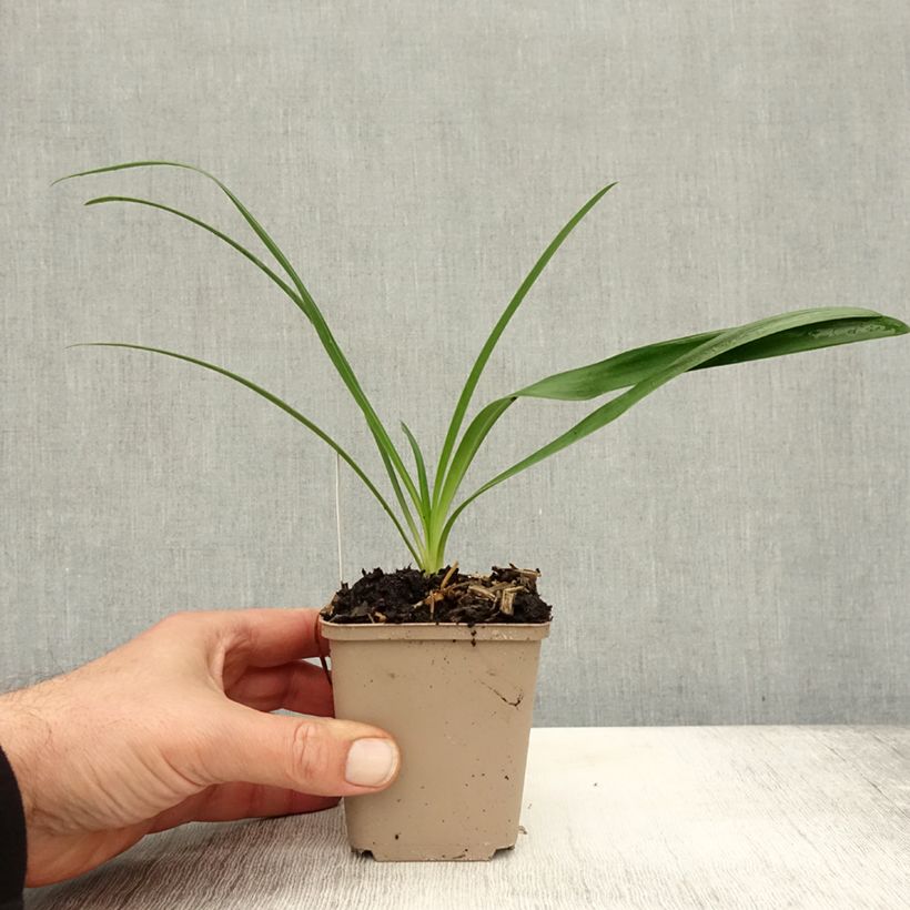 Example of Agapanthus White Heaven - Schmucklilie Kleine Töpfe von 8/9 cm as you get in automne