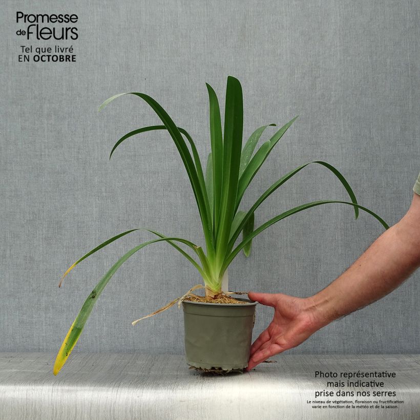 Example of Agapanthus White Heaven - Schmucklilie Topf mit 2L/3L as you get in automne